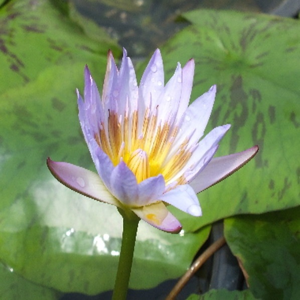 熱帯スイレン 4号 プラウナパ｜草花01-D1 | 草花,熱帯スイレン・温帯