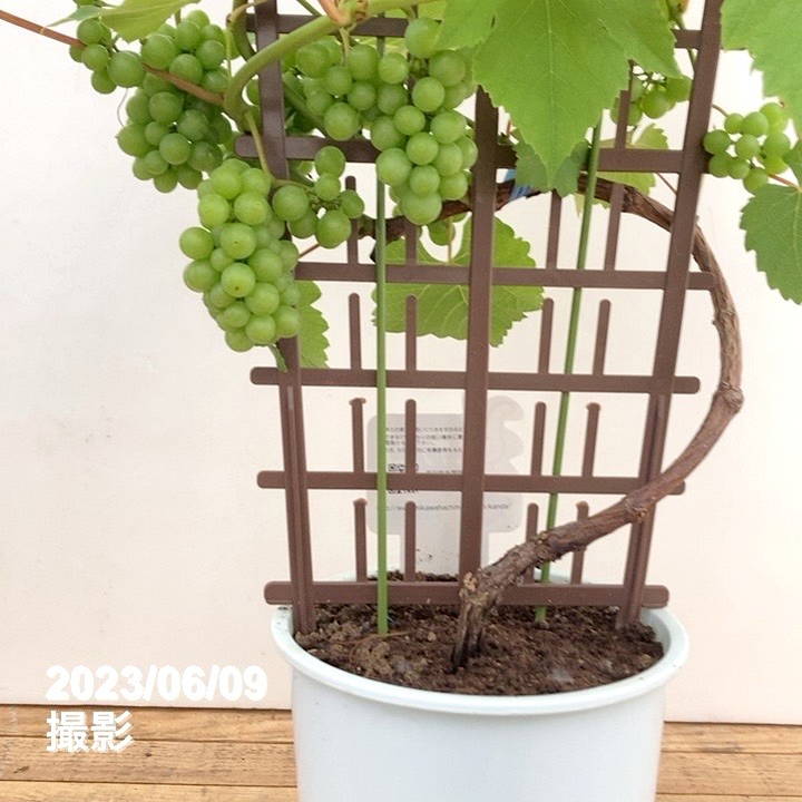 実付き＞ブドウ デラウェア ラティス仕立て 6号｜果樹04-PA | 果樹