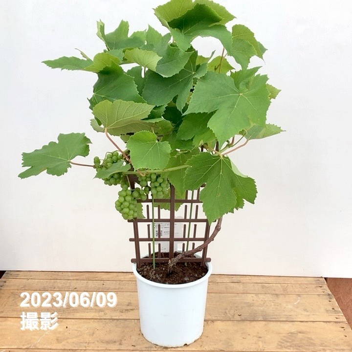 実付き＞ブドウ デラウェア ラティス仕立て 6号｜果樹04-PA | 果樹