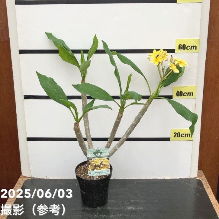 プルメリア インカゴールド（Inca Gold）5号｜花木10-TU | 花木・庭木