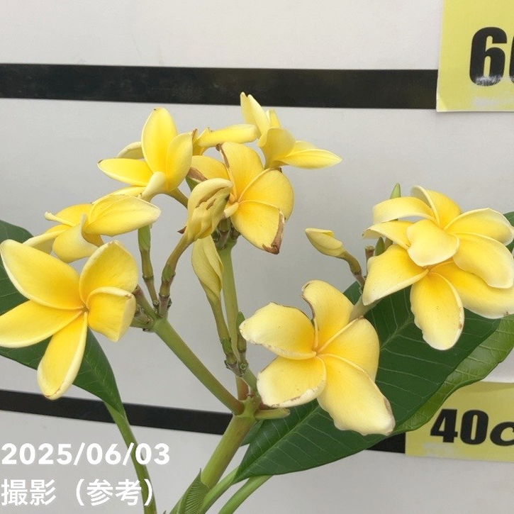 プルメリア インカゴールド（Inca Gold）5号｜花木10-TU | 花木・庭木