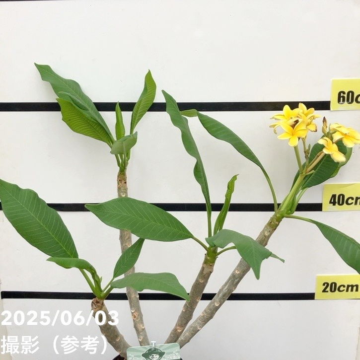 プルメリア インカゴールド（Inca Gold）5号｜花木10-TU | 花木・庭木