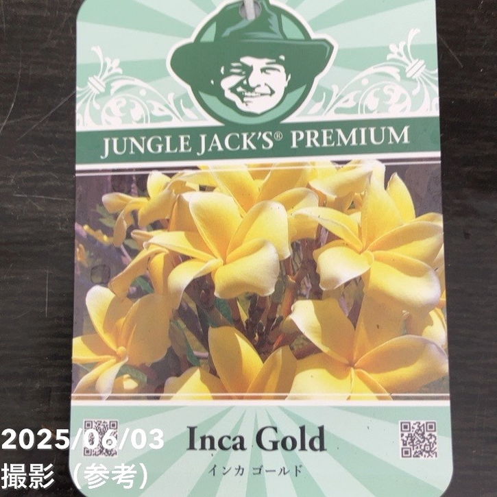 プルメリア インカゴールド（Inca Gold）5号｜花木10-TU | 花木・庭木
