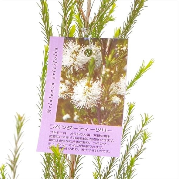 メラレウカ ラベンダーティーツリー 高さ90cm程度の株です 花木 庭木 メラレウカ カリステモン レプトスペルマム 赤塚植物園オンライン 花の音 メラレウカ ラベンダーティーツリー 高さ90cm程度の株です 花木 庭木 メラレウカ カリステモン レプトスペルマム 赤塚植物園オンライン 花の音