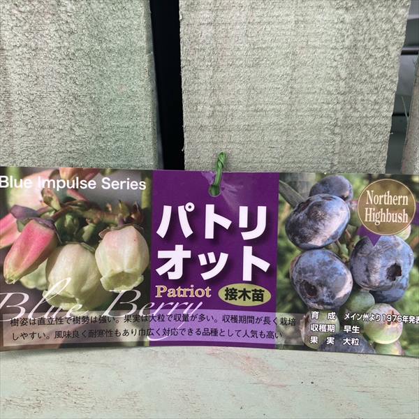 ブルーベリー ノーザンハイブッシュ系 パトリオット 5号｜果樹04-PA