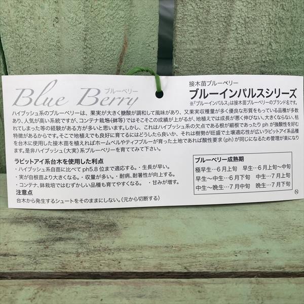 ブルーベリー ノーザンハイブッシュ系 パトリオット 5号｜果樹04-PA