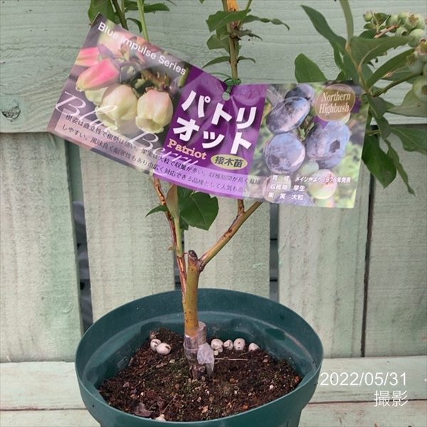 ブルーベリー苗 5号ポット6本セット 楽天市場】ブルーベリー 苗木 5