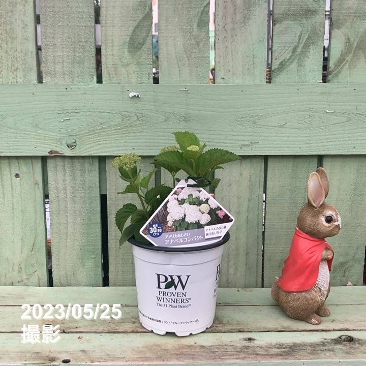 アメリカあじさい アナベル コンパクト 5号 PVP｜花木04-PA | 花木