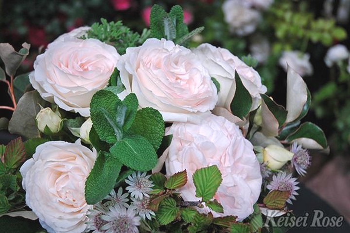 ツル薔薇 【ブラン ピェール ドゥ ロンサール】10号特大苗木最高等級