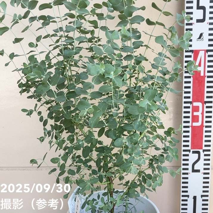 ユーカリ シネレア（銀丸葉）5号｜花木10-TU | 花木・庭木,[オージー