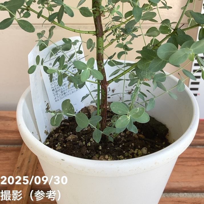 ユーカリ シネレア（銀丸葉）5号｜花木10-TU | 花木・庭木,[オージー