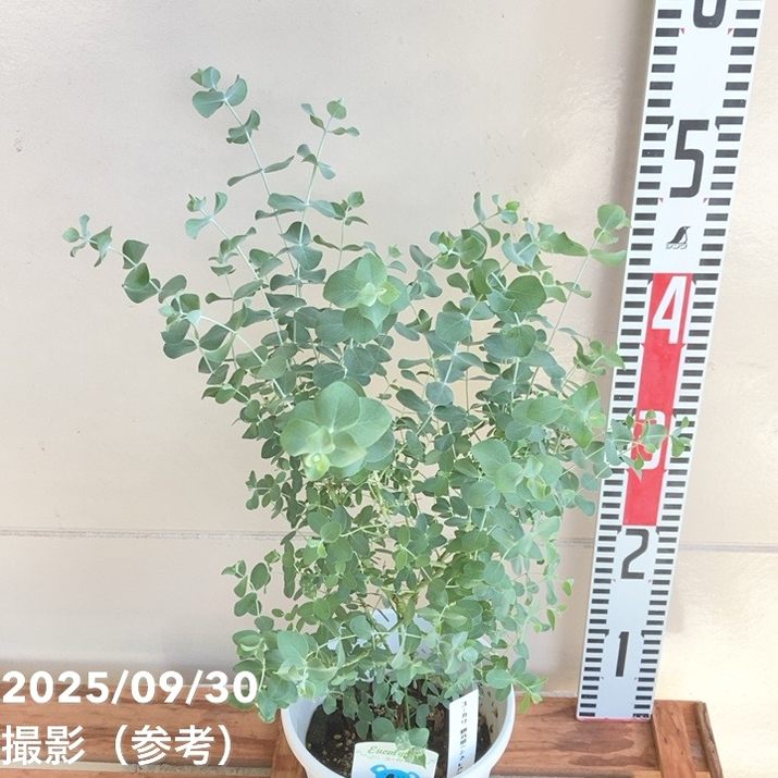 ユーカリ シネレア（銀丸葉）5号｜花木10-TU | 花木・庭木,[オージー