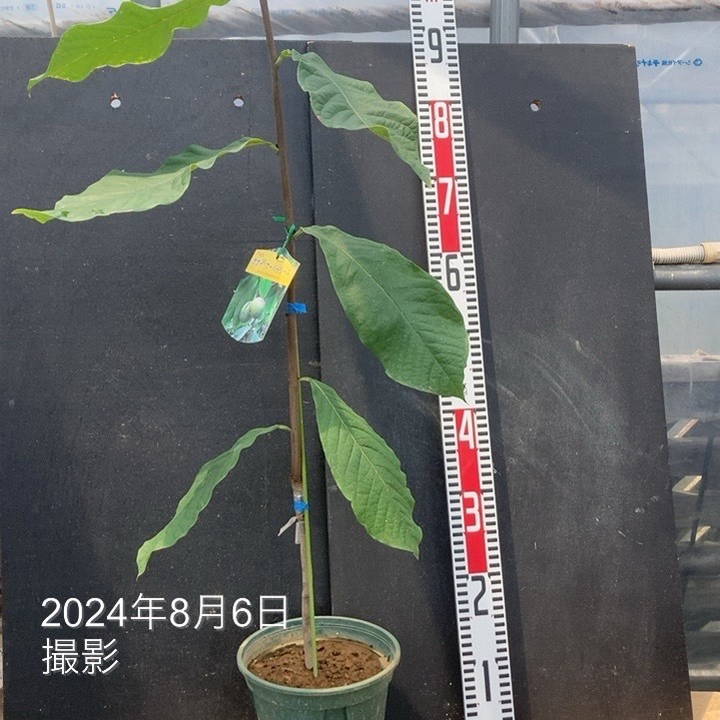 ポポー オーバーリース 6号｜果樹04-PA | 果樹,[珍しい果樹] | 赤塚