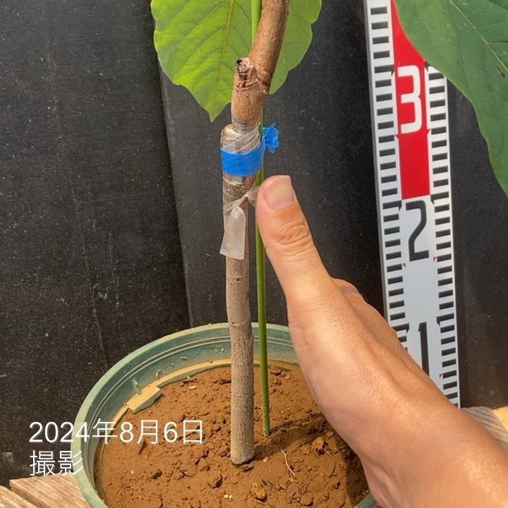 ポポー オーバーリース 6号｜果樹04-PA | 果樹,[珍しい果樹] | 赤塚