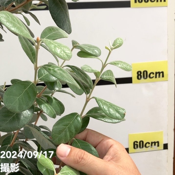 逸品。特大フェイジョア マンモス2.2M(鉢底から) 逸品。特大