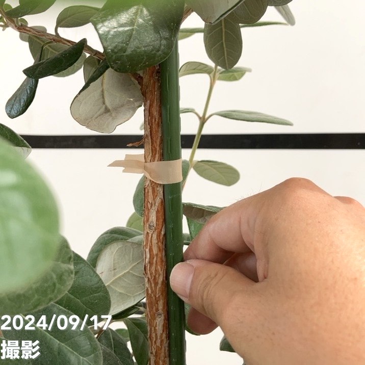 フェイジョア マンモス 8号ポット｜SG（代引き不可）｜果樹10-TU