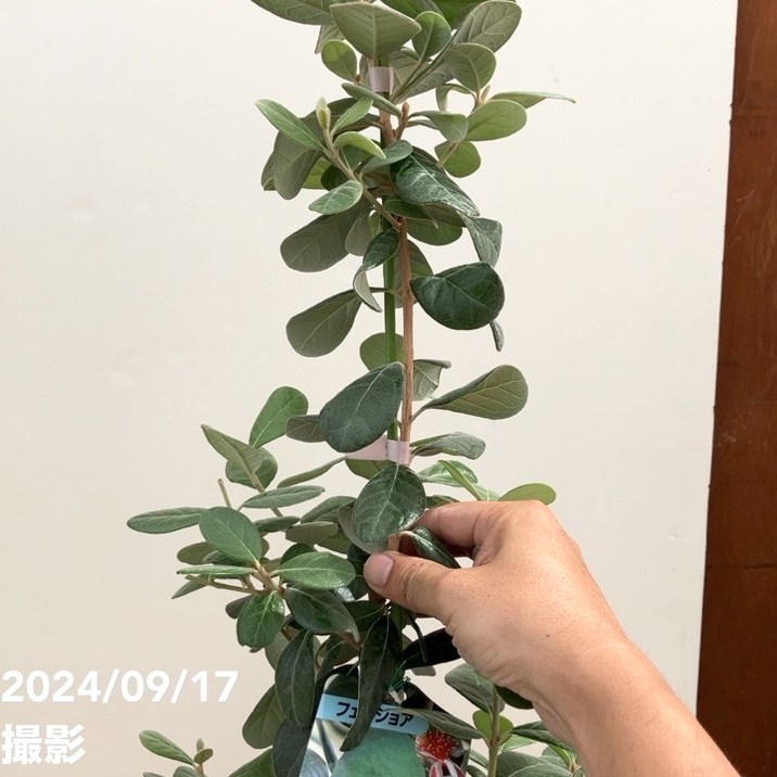 フェイジョア マンモス 8号ポット｜SG（代引き不可）｜果樹10-TU