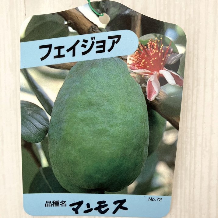 フェイジョア マンモス 8号ポット｜SG（代引き不可）｜果樹10-TU