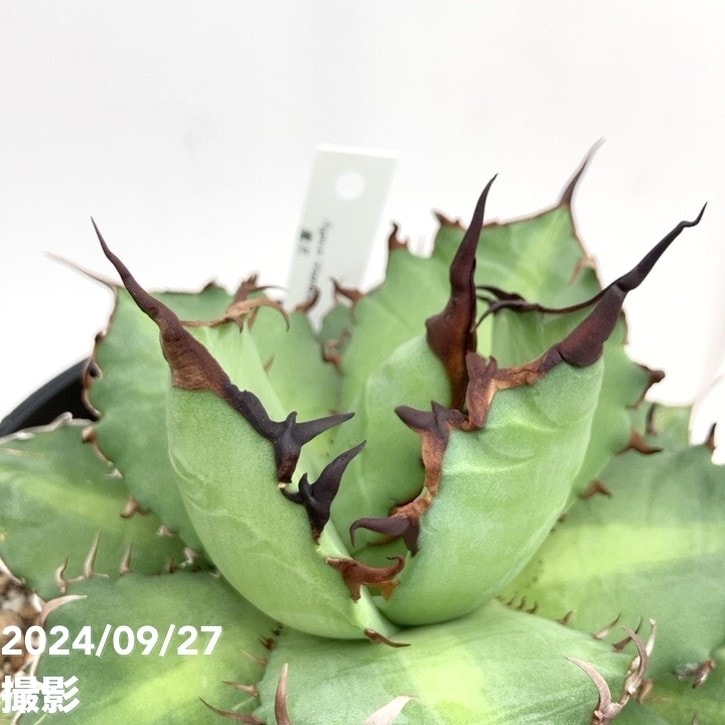 現品お届け】アガベ 5号 チタノタ 魔爪 Agave titanota owl（A45