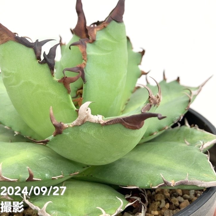 現品お届け】アガベ 5号 チタノタ 魔爪 Agave titanota owl（A45