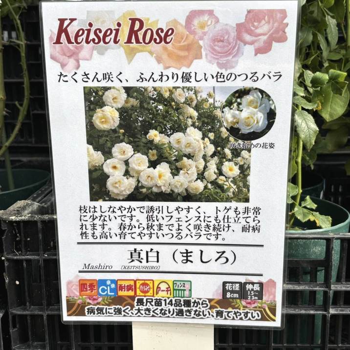 つるバラ長尺苗 真白（ましろ） 6号 京成バラ園芸｜s200｜花木04-PA