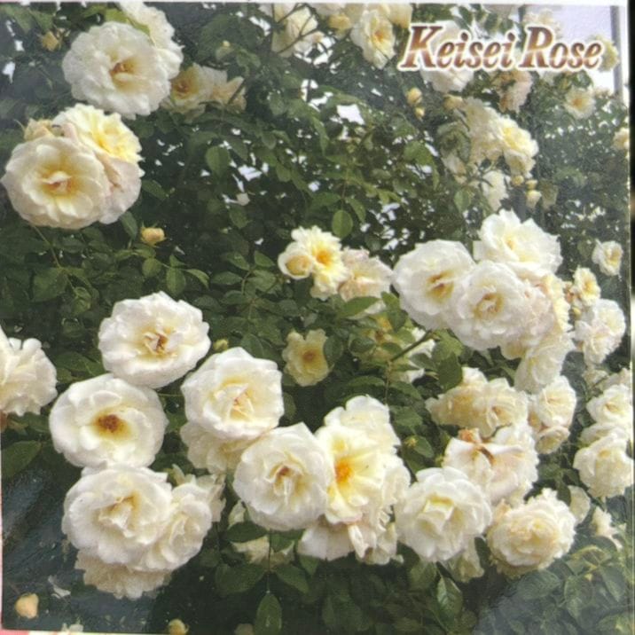 つるバラ長尺苗 真白（ましろ） 6号 京成バラ園芸｜s200｜花木04-PA