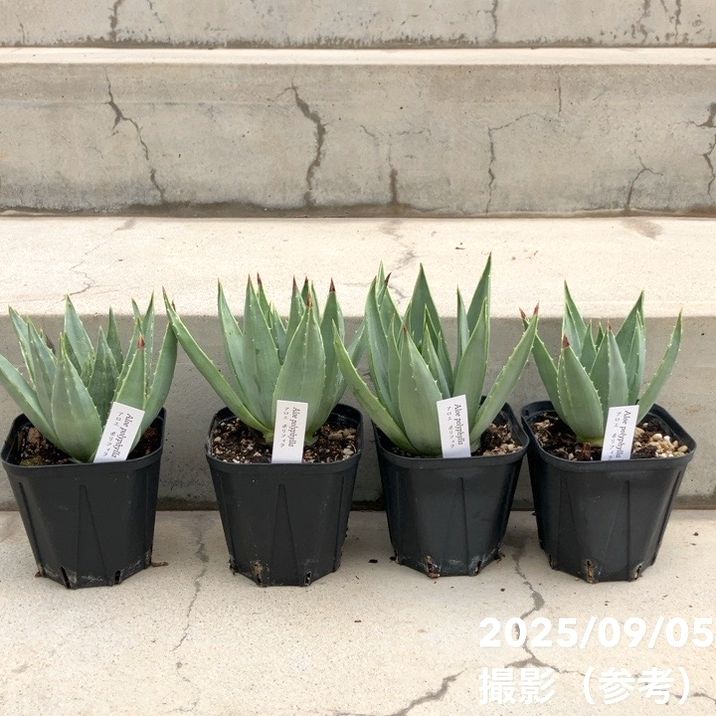 アロエ ポリフィラ Aloe polyphylla 3.5号｜観葉10-TU