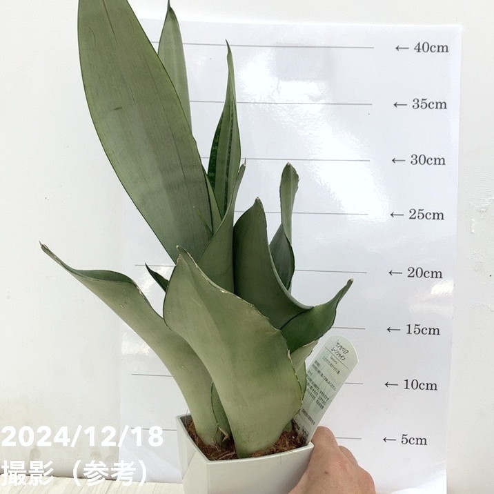 サンセベリア 極上斑入り フチ色なし サンセベリア 極上斑入り フチ色なし