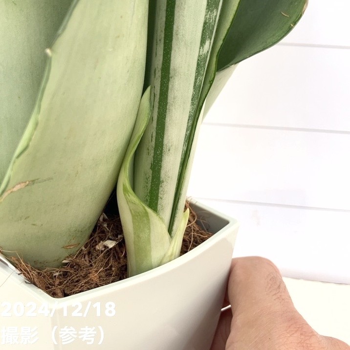 特別セール！10%OFF！12/25まで】【激レア！現品お届け  