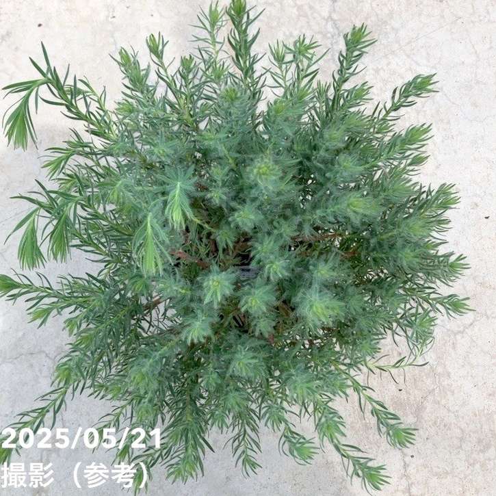 リューカデンドロン ラグジュウム 5号｜花木10-TU | 花木・庭木 | 赤塚