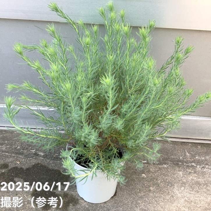 リューカデンドロン ラグジュウム 5号｜花木10-TU | 花木・庭木 | 赤塚