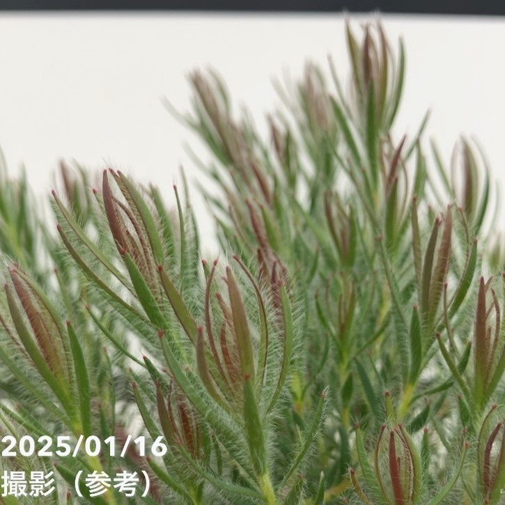 リューカデンドロン ラグジュウム 5号｜花木10-TU | 花木・庭木 | 赤塚