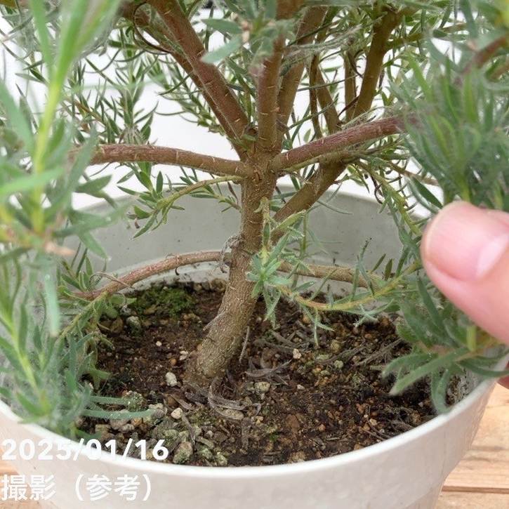 リューカデンドロン ラグジュウム 5号｜花木10-TU | 花木・庭木 | 赤塚