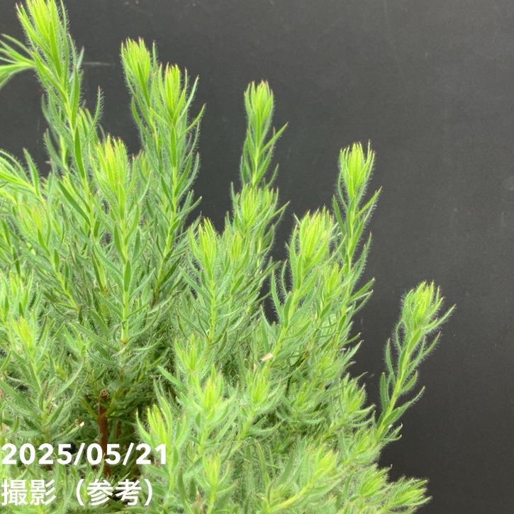 リューカデンドロン ラグジュウム 5号｜花木10-TU | 花木・庭木 | 赤塚