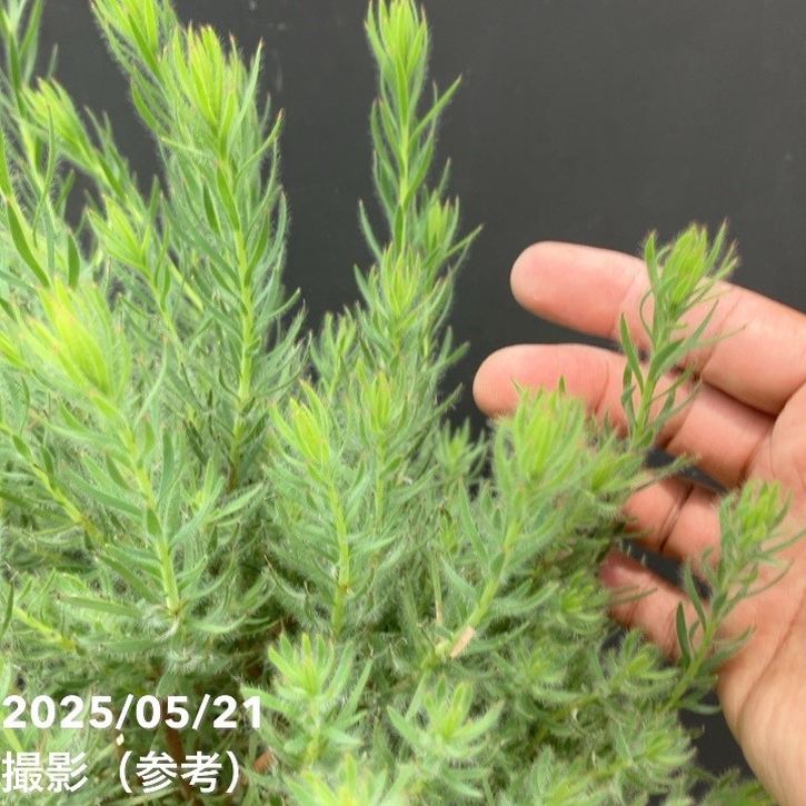 リューカデンドロン ラグジュウム 5号｜花木10-TU | 花木・庭木 | 赤塚