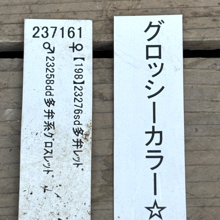 一点物】加藤農園 クリスマスローズ グロッシーカラー 4.5号