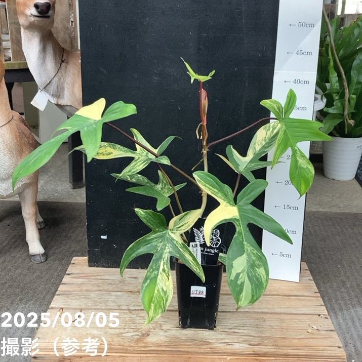 現品お届け】フィロデンドロン フロリダビューティー 3.5号