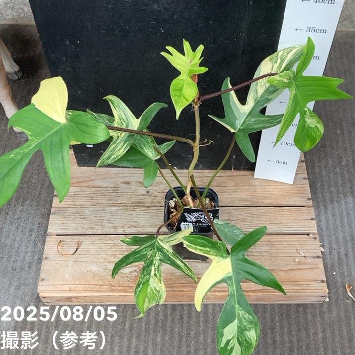 卓上用ドライ 南ア プロテア類 リューカデンドロン ルスカス 三又 グレビレ 卓上用ドライ 南ア プロテア類 リューカデンドロン ルスカス 三