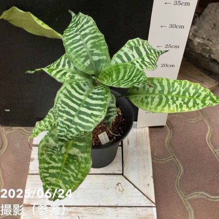 現品お届け】ドラセナ ゴルディアナ Dracaena goldiana 5号（MI2