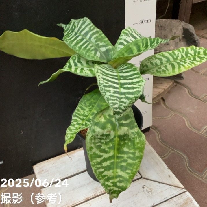 現品お届け】ドラセナ ゴルディアナ Dracaena goldiana 5号（MI2