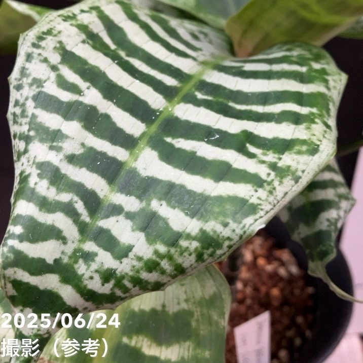 現品お届け】ドラセナ ゴルディアナ Dracaena goldiana 5号（MI2