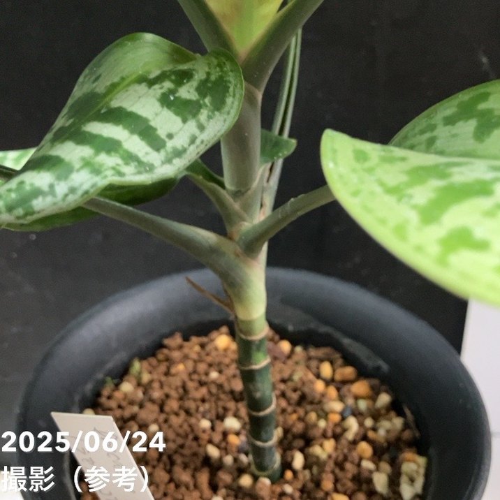 ドラセナ ゴルディアナ 現品お届け】ドラセナ ゴルディアナ Dracaena goldiana 5号（MI2