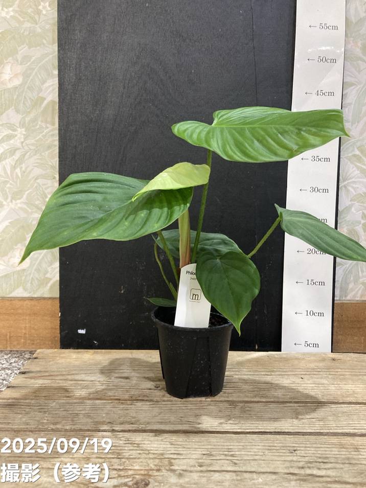 フィロデンドロン ナンガリテンス 3.5号｜観葉04-PA | 観葉・多肉