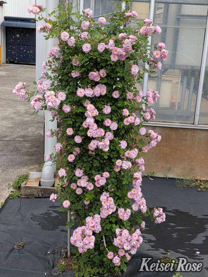 NEW】バラ大苗 トゥインクル ブローチ 4.5号ロングポット 京成バラ園芸