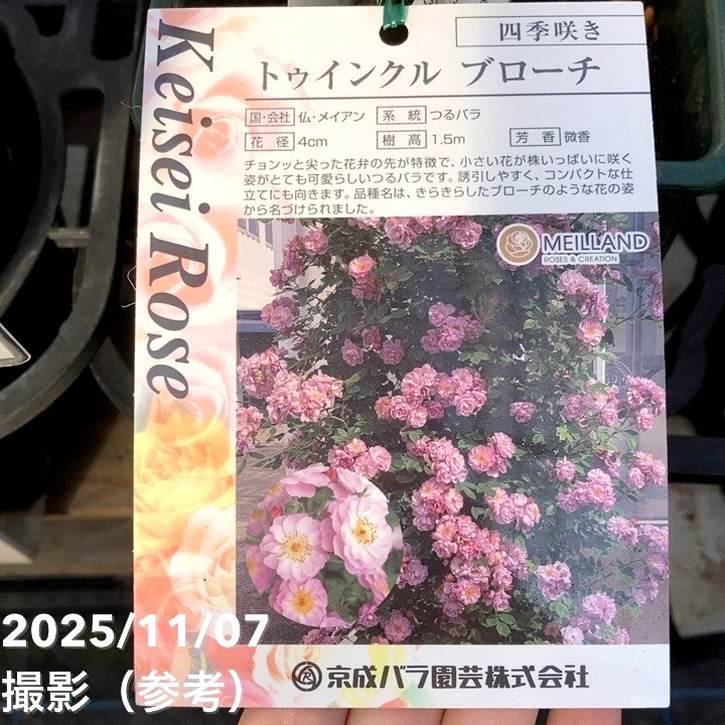 NEW】バラ大苗 トゥインクル ブローチ 4.5号ロングポット 京成バラ園芸