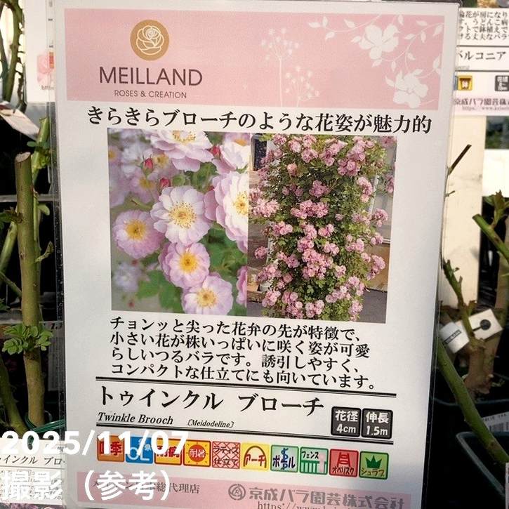 ソウルメイト　バラ 楽天市場】【冬季大苗】バラ苗 レディソウル 国産苗 6号鉢植え品［契約