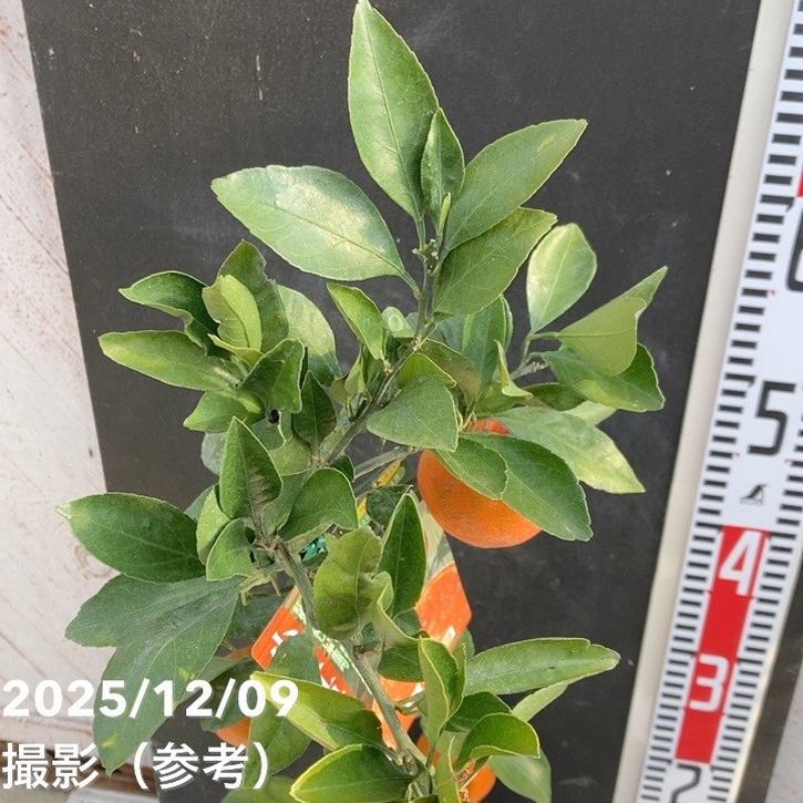 完熟実付き＞みかん 小原紅早生 5号｜柑橘｜果樹04-PA | 果樹,柑橘