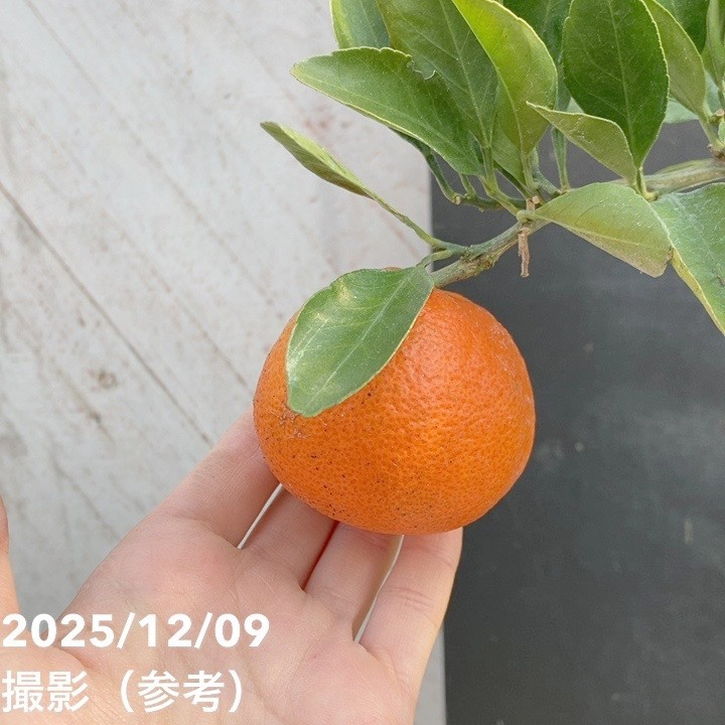 完熟実付き>みかん 小原紅早生 5号|柑橘|果樹04-PA | 果樹 完熟実付き>みかん 小原紅早生 5号|柑橘|果樹04-PA | 果樹