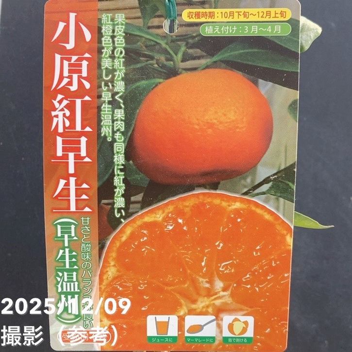 完熟実付き＞みかん 小原紅早生 5号｜柑橘｜果樹04-PA | 果樹,柑橘