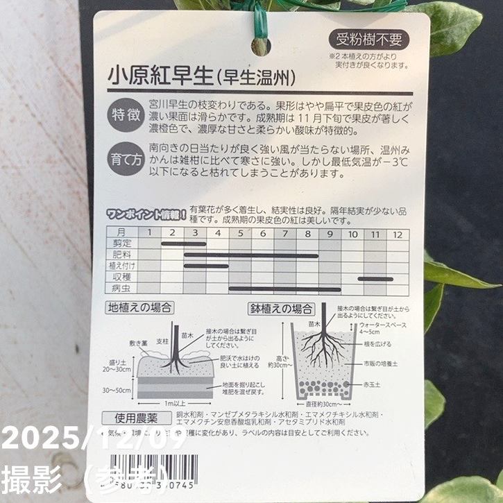 完熟実付き＞みかん 小原紅早生 5号｜柑橘｜果樹04-PA | 果樹,柑橘